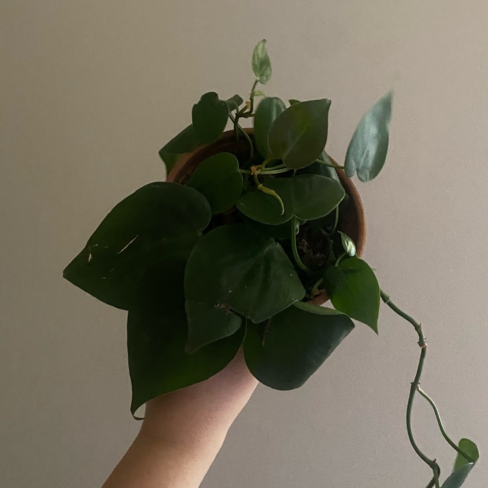 Heart leaf philodendron!